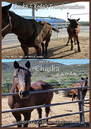 Chaska and Koda Transformation